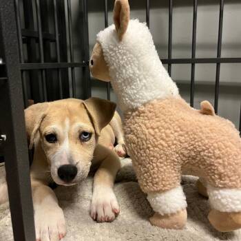 Figgaro -  Terrier Dog for Adoption in St. Louis, Missouri - Figgaro | PetCurious