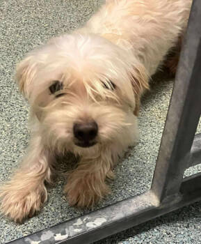 Rescue Maltese and Mixed Breed Dogs for Adoption in Chester, Maryland - Norwin | PetCurious