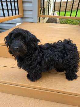 Zelda -  Poodle Dog for Adoption in Minneapolis, Minnesota - Zelda | PetCurious