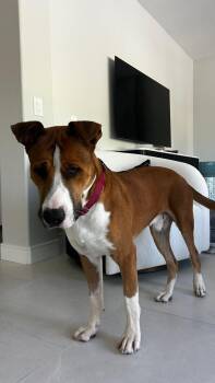 Lucky -  Pit Bull Terrier Dog for Adoption in San Diego, California - Lucky | PetCurious