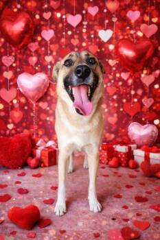 Anatolian Shepherd and Mixed Breed Dogs Available for Adoption - Hogan | PetCurious