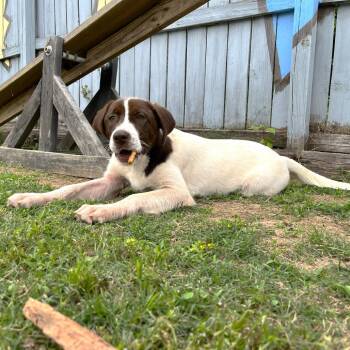 Poppy -  Australian Shepherd Dog Available for Adoption in Starkville, Mississippi - Poppy | PetCurious