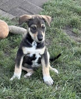 Fern -  Shepherd Dog for Adoption in South Bend, Indiana - Fern | PetCurious