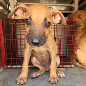 Troyel -  Labrador Retriever Dog for Adoption in Edinburg, Texas - Troyel | PetCurious