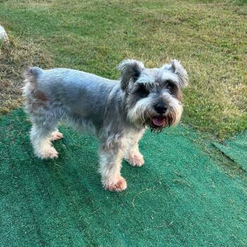 Milly -  Miniature Schnauzer Dog for Adoption in Warren, Rhode Island - Milly | PetCurious