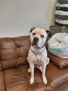 Rescue American Bulldog Dogs for Adoption in Mount Gilead, Ohio - Mack | PetCurious