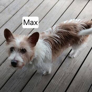 MAX -  Jack Russell Terrier and Mixed Breed Dog for Adoption in Spring Hill, Kansas - MAX | PetCurious