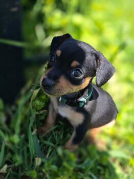 Chihuahua Dogs Available for Adoption in Penryn, California - Henry | PetCurious