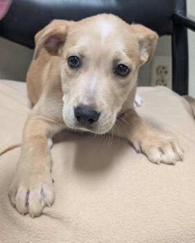 Justice -  Labrador Retriever Dog for Adoption in Little Rock, Arkansas - Justice | PetCurious