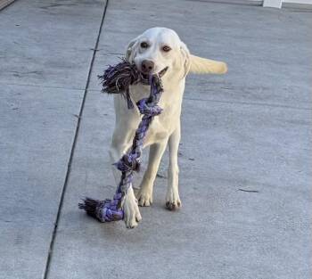 Rescue Labrador Retriever Dogs for Adoption in Cypress, California - Nanuk | PetCurious