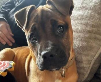 Husky and American Bulldog Dogs Available for Adoption in Andover, Massachusetts - Charlotte Cutiepie - Local Pup | PetCurious