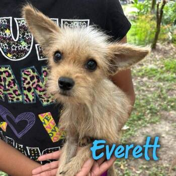 Everett -  Chihuahua and Terrier Dog for Adoption in Tampa, Florida - Everett | PetCurious