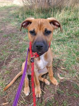 Pit Bull Terrier Dogs Available for Adoption in Pueblo, Colorado - Quinnie | PetCurious