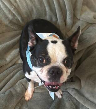 Boston Terrier Dogs Available for Adoption in Van Vleck, Texas - Ollie | PetCurious