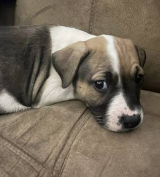 Rescue Shepherd and Mixed Breed Dogs for Adoption in Warr Acres, Oklahoma - Luther | PetCurious