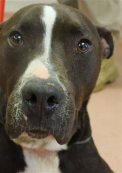 Mixed Breed Dogs Available for Adoption in Columbia, South Carolina - DORKLE | PetCurious