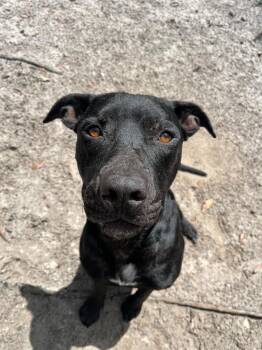 Onyx -  Mixed Breed Dog for Adoption in St. Augustine, Florida - Onyx | PetCurious