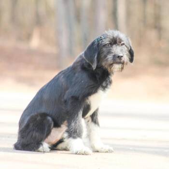 Terrier Dogs Available for Adoption - Austen | PetCurious