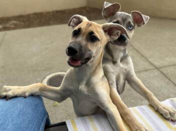 Rescue German Shepherd Dog Dogs for Adoption in Antioch, California - Luna Demeter | PetCurious