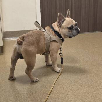 CHONK -  French Bulldog Dog for Adoption in Santa Clara, California - CHONK | PetCurious