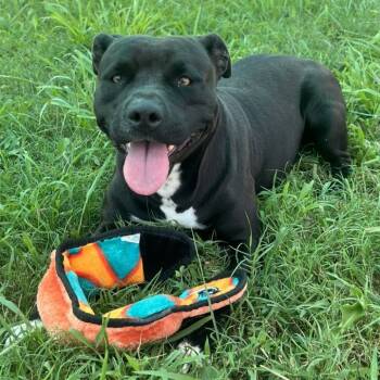 Rescue Mixed Breed Dogs for Adoption in Chattanooga, Tennessee - Diamond | PetCurious
