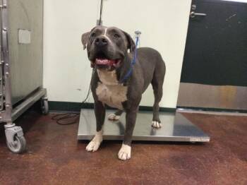 Rescue Pit Bull Terrier Dogs for Adoption in Thousand Palms, California - DAWSON | PetCurious