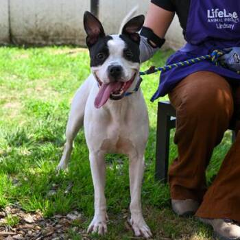 Mixed Breed Dogs Available for Adoption in Chamblee, Georgia - Shera | PetCurious
