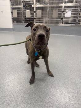 ANTOINETTE -  Pit Bull Terrier Dog for Adoption in Indianapolis, Indiana - ANTOINETTE | PetCurious