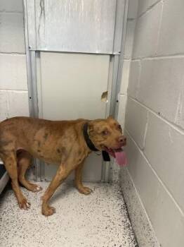 Bree -  Mixed Breed Dog for Adoption in West Chester, Pennsylvania - Bree | PetCurious