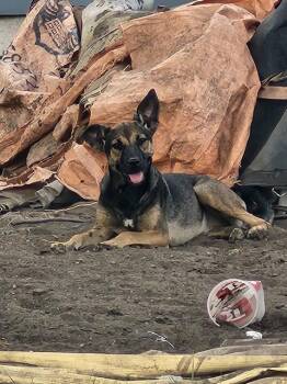 DARLING -  German Shepherd Dog Dog for Adoption in San Antonio, Texas - DARLING | PetCurious