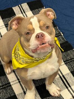 Ethan -  American Bulldog Dog for Adoption in Oxford, Michigan - Ethan | PetCurious