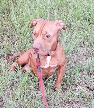 Rescue Mixed Breed Dogs for Adoption in Lockhart, Texas - Phoenix | PetCurious