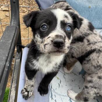 Australian Shepherd and Mixed Breed Dogs Available for Adoption in Prescott, Arizona - Betti | PetCurious