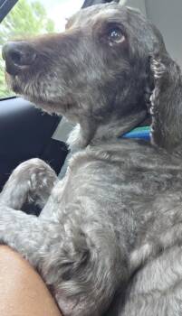 Dexter -  Labradoodle Dog for Adoption in Hindsboro, Illinois - Dexter | PetCurious
