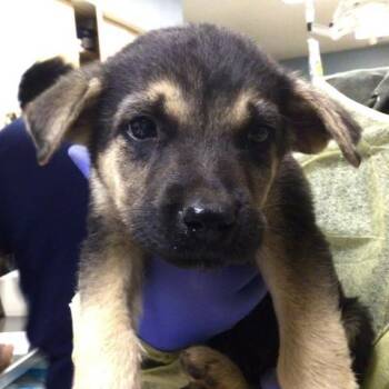 RAIN -  German Shepherd Dog and Mixed Breed Dog for Adoption in Riverside, California - RAIN | PetCurious