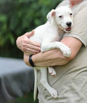 Slinky (deaf) -  Boxer Dog for Adoption in Lucedale, Mississippi - Slinky (deaf) | PetCurious