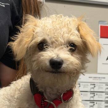 Pennywise -  Poodle Dog for Adoption in Yuma, Arizona - Pennywise | PetCurious