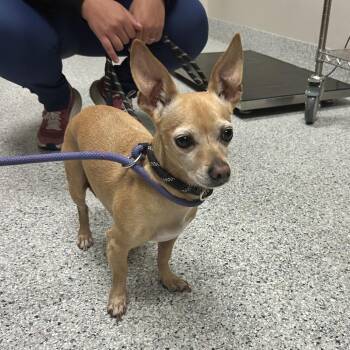 Leo -  Chihuahua and Dachshund Dog for Adoption in Reno, Nevada - Leo | PetCurious