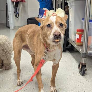 Australian Cattle Dog Blue Heeler and Mixed Breed Dogs Available for Adoption in Indianapolis, Indiana - Bubba | PetCurious