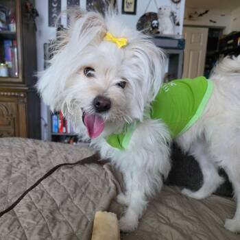 Maltese and Retriever Dogs Available for Adoption - Skylar | PetCurious