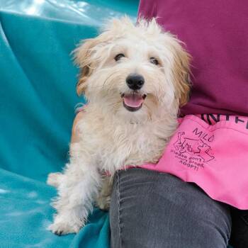 Maltese and Mixed Breed Dogs Available for Adoption in Richmond, California - SCOOTER | PetCurious