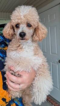Whiskey -  Poodle Dog for Adoption in Gonzales, Louisiana - Whiskey | PetCurious