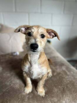 Terrier Dogs Available for Adoption in San Leon, Texas - Tom | PetCurious