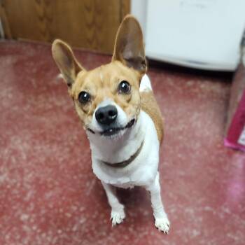 Boston Terrier and Jack Russell Terrier Dogs Available for Adoption in Fargo, North Dakota - Digby | PetCurious