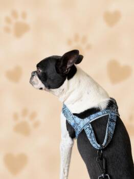 Boston Terrier Dogs Available for Adoption in Nashville, Tennessee - Louie Biscuit | PetCurious