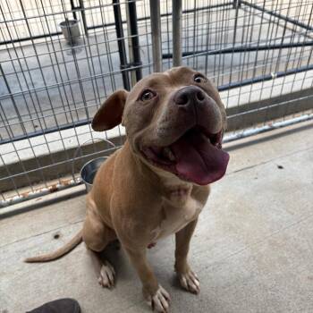 Julius -  Mixed Breed Dog for Adoption in Columbus, North Carolina - Julius | PetCurious