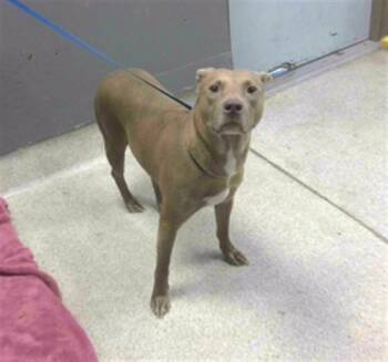 OAKLEIGH -  Staffordshire Bull Terrier and Mixed Breed Dog for Adoption in Tallahassee, Florida - OAKLEIGH | PetCurious