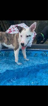 Bella B -  Catahoula Leopard Dog and Terrier Dog for Adoption in Holly Springs, North Carolina - Bella B | PetCurious