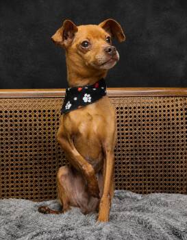 Jay -  Miniature Pinscher Dog for Adoption in Cheboygan, Michigan - Jay | PetCurious