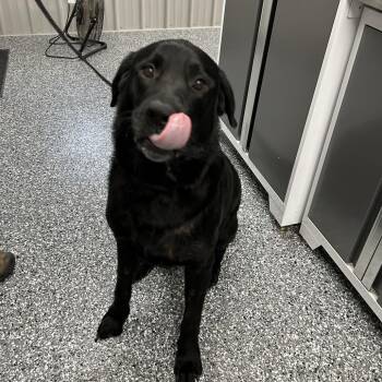 Lab -  Black Labrador Retriever Dog for Adoption in Moravia, New York - Lab | PetCurious